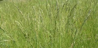 Peligro Festuca: Pautas de manejo y consumo de la gramínea