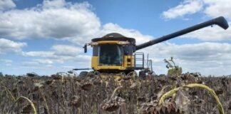 La cosecha de Girasol llega a su tramo final