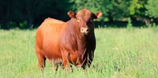 Buenos Aires: Buscan avanzar en el «Plan Toros»
