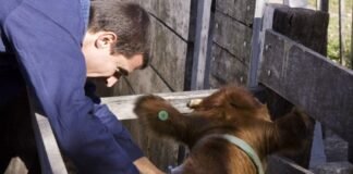 SENASA: Reacreditación en programas de sanidad animal