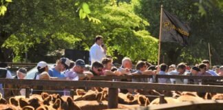 Rústicos y su versión Premium en Tandil