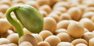 El INASE registró 67 nuevos cultivares en menos de 10 días