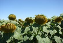 El girasol apunta a otra cosecha récord