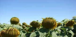 El girasol apunta a otra cosecha récord