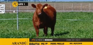 Un «huracán» llamado Rústicos
