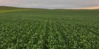 Escenario favorable para el Trigo regional
