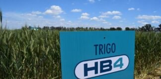 HB4: Una invención científica nacional y un riesgo económico extraordinario