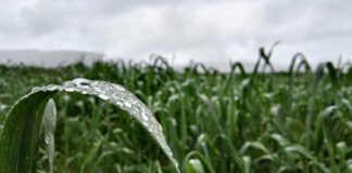 Con registros dispares aparecieron las lluvias