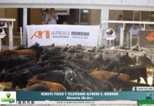 Alfredo S. Mondino en Olavarría