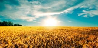 La forrajera marca el pulso