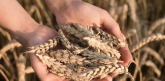 Trigo nuevo: Solo se anotaron 235.000 toneladas