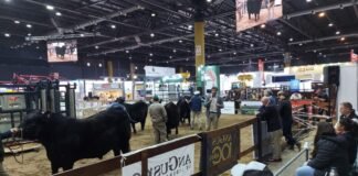 Evaluación de la fertilidad como estrategia de mejoramiento de los rodeos