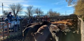 Los Arzoz tienen la «vaca atada»