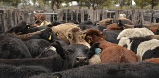 La vaca disfruta de un buen momento