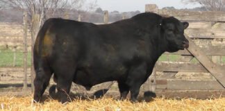 La Paz y El Hinojo, las dos propuestas de Monasterio Tattersall