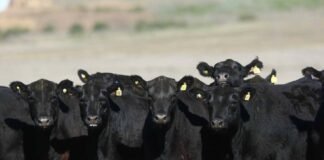 La faena se retrae y cambia la tendencia