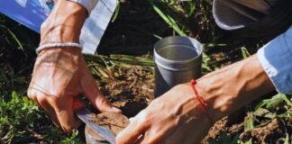 Las raíces, clave para la restauración del carbono del suelo