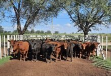 Redujeron el impuesto para la valuación de hacienda de invernada