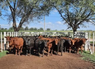 Redujeron el impuesto para la valuación de hacienda de invernada
