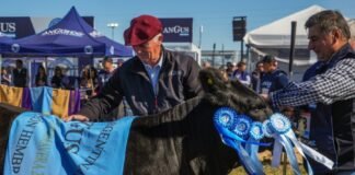Santa Cándida y La Alianza fueron los mejores terneros