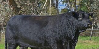 El Hinojo de Bru vuelve a los corrales en Daireaux