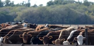 Siguen aumentando las existencias en feedlots