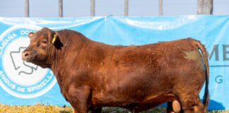 Don Romeo, una venta con todos los condimentos