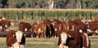 Los Pampas de Jotabe cantan los 76