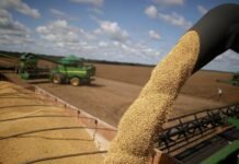 El aceite de Soja toca el máximo en cuatro años