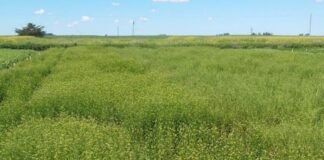 La Camelina, un cultivo que hará su debut