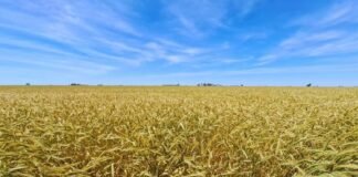 Triticale, una especie en expansión con dos nuevos cultivares