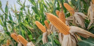 Innovación maicera para llevar los rendimientos al máximo nivel