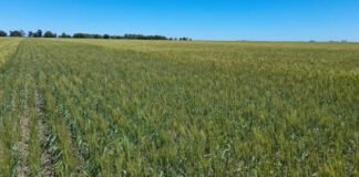 El consumo de fertilizantes consolidó su crecimiento