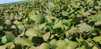 Cercospora y Septoria: la lupa en el fin de ciclo