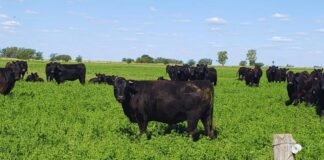La carne a pasto busca comunicar su identidad