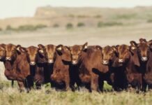 “Es el momento de repoblar los campos”
