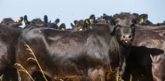 La UE exige el registro en el VISEC Carne
