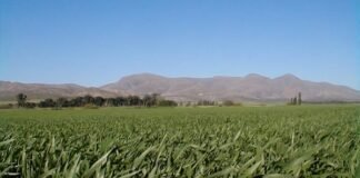 Un gran debate sobre nutrición y manejo eficiente del agua
